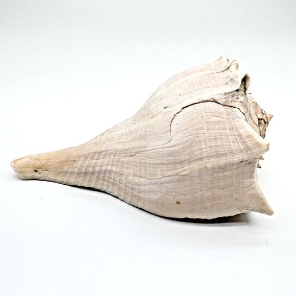 Vintage Lightning Whelk Conch Seashell Estate Collection Beach Decor Aquarium 6" - Picture 3 of 9